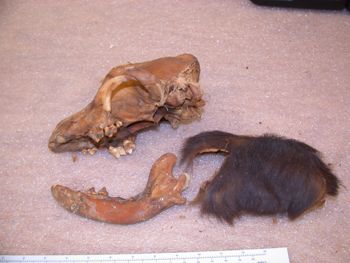 Media type: image;   Mammalogy 47444